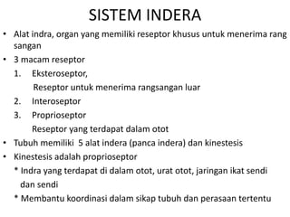 SISTEM INDERA
• Alat indra, organ yang memiliki reseptor khusus untuk menerima rang
sangan
• 3 macam reseptor
1. Eksteroseptor,
Reseptor untuk menerima rangsangan luar
2. Interoseptor
3. Proprioseptor
Reseptor yang terdapat dalam otot
• Tubuh memiliki 5 alat indera (panca indera) dan kinestesis
• Kinestesis adalah proprioseptor
* Indra yang terdapat di dalam otot, urat otot, jaringan ikat sendi
dan sendi
* Membantu koordinasi dalam sikap tubuh dan perasaan tertentu
 