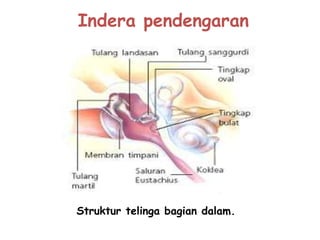 Indera pendengaran
Struktur telinga bagian dalam.
 