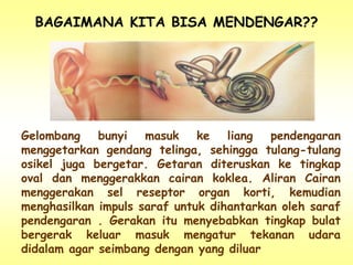 BAGAIMANA KITA BISA MENDENGAR??
Gelombang bunyi masuk ke liang pendengaran
menggetarkan gendang telinga, sehingga tulang-tulang
osikel juga bergetar. Getaran diteruskan ke tingkap
oval dan menggerakkan cairan koklea. Aliran Cairan
menggerakan sel reseptor organ korti, kemudian
menghasilkan impuls saraf untuk dihantarkan oleh saraf
pendengaran . Gerakan itu menyebabkan tingkap bulat
bergerak keluar masuk mengatur tekanan udara
didalam agar seimbang dengan yang diluar
 
