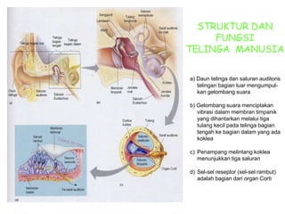 STRUKTUR DAN
FUNGSI
TELINGA MANUSIA
a) Daun telinga dan saluran auditoris
telingan bagian luar mengumpul-
kan gelombang suara
b) Gelombang suara menciptakan
vibrasi dalam membran timpanik
yang dihantarkan melalui tiga
tulang kecil pada telinga bagian
tengah ke bagian dalam yang ada
koklea
c) Penampang melintang koklea
menunjukkan tiga saluran
d) Sel-sel reseptor (sel-sel rambut)
adalah bagian dari organ Corti
 
