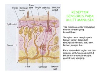 RESEPTOR
SENSORIS PADA
KULIT MANUSIA
Tiap mekanoreseptor merupakan
neuron sensoris yang
termodifikasi.
Sebagian besar reseptor pada
lapisan bagian dalam kulit
terbungkus oleh satu atau lebih
lapisan jaringan ikat.
Pada lapisan kulit bagian luar dan
reseptor sentuhan yang melilit di
sekitar dasar rambut terdapat
dendrit yang telanjang.
 