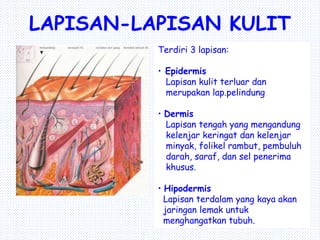 LAPISAN-LAPISAN KULIT
Terdiri 3 lapisan:
• Epidermis
Lapisan kulit terluar dan
merupakan lap.pelindung
• Dermis
Lapisan tengah yang mengandung
kelenjar keringat dan kelenjar
minyak, folikel rambut, pembuluh
darah, saraf, dan sel penerima
khusus.
• Hipodermis
Lapisan terdalam yang kaya akan
jaringan lemak untuk
menghangatkan tubuh.
 