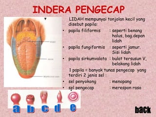 INDERA PENGECAP
LIDAH mempunyai tonjolan kecil yang
disebut papila:
• papila filiformis : seperti benang
halus, bag.depan
lidah
• papila fungiformis : seperti jamur.
Sisi lidah
• papila sirkumvalata : bulat tersusun V,
belakang lidah
1 papila = banyak tunas pengecap yang
terdiri 2 jenis sel :
• sel penyokong : menopang
• sel pengecap : merespon rasa
 
