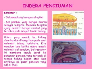 INDERA PENCIUMAN
Struktur :
- Sel penyokong berupa sel epitel
- Sel pembau yang berupa neuron
sebagai reseptor. Memiliki tonjolan
ujung dendrit berupa rambut yang
terletak pada selaput lendir hidung
Udara yang masuk ke hidung
disaring dan dihangatkan pada saat
melewati tulang turbinate. Kita
mencium bau ketika udara masuk
melewati sel pencium. Sel reseptor
ini membawa impuls saraf ke
pembuluh pencium yang terletak di
rongga hidung bagian atas. Dan
sinyalnya ke pusat pencium yang
ada di otak.
 