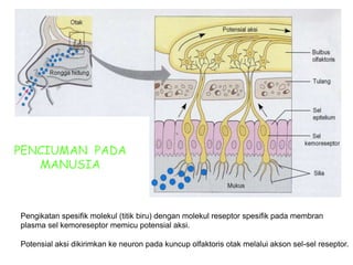 PENCIUMAN PADA
MANUSIA
Pengikatan spesifik molekul (titik biru) dengan molekul reseptor spesifik pada membran
plasma sel kemoreseptor memicu potensial aksi.
Potensial aksi dikirimkan ke neuron pada kuncup olfaktoris otak melalui akson sel-sel reseptor.
 