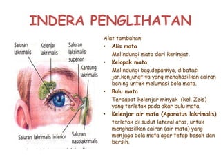 INDERA PENGLIHATAN
Alat tambahan:
• Alis mata
Melindungi mata dari keringat.
• Kelopak mata
Melindungi bag.depannya, dibatasi
jar.konjungtiva yang menghasilkan cairan
bening untuk melumasi bola mata.
• Bulu mata
Terdapat kelenjar minyak (kel. Zeis)
yang terletak pada akar bulu mata.
• Kelenjar air mata (Aparatus lakrimalis)
terletak di sudut lateral atas, untuk
menghasilkan cairan (air mata) yang
menjaga bola mata agar tetap basah dan
bersih.
 