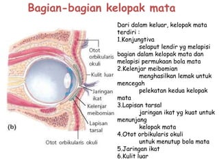 Bagian-bagian kelopak mata
Dari dalam keluar, kelopak mata
terdiri :
1.Konjungtiva
selaput lendir yg melapisi
bagian dalam kelopak mata dan
melapisi permukaan bola mata
2.Kelenjar meibomian
menghasilkan lemak untuk
mencegah
pelekatan kedua kelopak
mata
3.Lapisan tarsal
jaringan ikat yg kuat untuk
menunjang
kelopak mata
4.Otot orbikularis okuli
untuk menutup bola mata
5.Jaringan ikat
6.Kulit luar
 