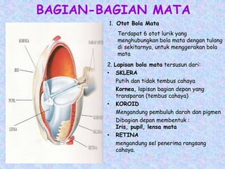 BAGIAN-BAGIAN MATA
2. Lapisan bola mata tersusun dari:
• SKLERA
Putih dan tidak tembus cahaya
Kornea, lapisan bagian depan yang
transparan (tembus cahaya)
• KOROID
Mengandung pembuluh darah dan pigmen
Dibagian depan membentuk :
Iris, pupil, lensa mata
• RETINA
mengandung sel penerima rangsang
cahaya.
1. Otot Bola Mata
Terdapat 6 otot lurik yang
menghubungkan bola mata dengan tulang
di sekitarnya, untuk menggerakan bola
mata
 