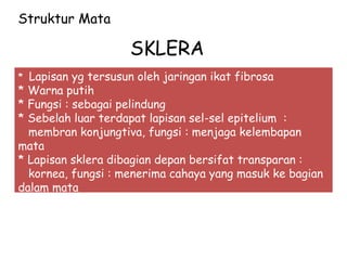 SKLERA
* Lapisan yg tersusun oleh jaringan ikat fibrosa
* Warna putih
* Fungsi : sebagai pelindung
* Sebelah luar terdapat lapisan sel-sel epitelium :
membran konjungtiva, fungsi : menjaga kelembapan
mata
* Lapisan sklera dibagian depan bersifat transparan :
kornea, fungsi : menerima cahaya yang masuk ke bagian
dalam mata
Struktur Mata
 
