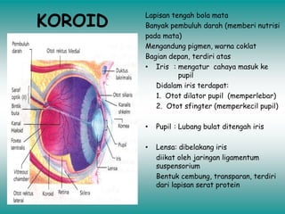 KOROID
Lapisan tengah bola mata
Banyak pembuluh darah (memberi nutrisi
pada mata)
Mengandung pigmen, warna coklat
Bagian depan, terdiri atas
• Iris : mengatur cahaya masuk ke
pupil
Didalam iris terdapat:
1. Otot dilator pupil (memperlebar)
2. Otot sfingter (memperkecil pupil)
• Pupil : Lubang bulat ditengah iris
• Lensa: dibelakang iris
diikat oleh jaringan ligamentum
suspensorium
Bentuk cembung, transparan, terdiri
dari lapisan serat protein
 