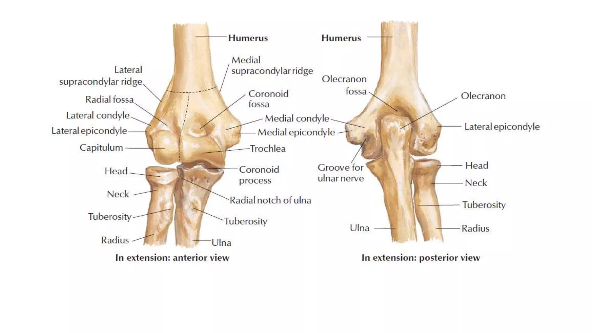 Bone Part Names Condyle Fractures around elbow lateral condyle and intercondylar fractures | PPT