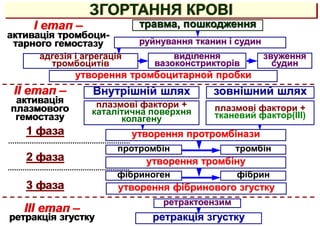 ЗГОРТАННЯ КРОВІ
адгезія і агрегація
тромбоцитів
руйнування тканин і судин
травма, пошкодження
Внутрішній шлях
виділення
вазоконстрикторів
звуження
судин
утворення тромбоцитарной пробки
I етап –
активація тромбоци-
тарного гемостазу
зовнішний шлях
II етап –
активація
плазмового
гемостазу
плазмові фактори +
каталітична поверхня
колагену
плазмові фактори +
тканевий фактор(III)
ретракція згустку
утворення протромбінази
протромбін тромбін
утворення тромбіну
III етап –
ретракція згустку
ретрактоензим
фібриноген фібрин
утворення фібринового згустку
1 фаза
2 фаза
3 фаза
 