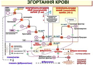 тромбін
I полімер фбрина
зшитий
полімер
фібрину
колаген зовнішньосуди
нний (зовнішній)
шлях (10 с)
каликреїн
пре-
кали-
креїн
внутрішньосудин
ний (внутрішній)
шлях (3 хв)
ЗГОРТАННЯ КРОВІ
високомолекуляр-
ний кининоген
проконвертин
тканевий фактор
фібринстабілі-
зуючий фактор
Стюарта-Прауэра
Крістмаса
Хагемана
про-
тромбін
плазміноген
плазмін (фібринолізин)
фібринолиз
ВМК
з тканин
Ушкодження
клітин та
експонування
колагену при
пораненні
VIII
V Va
VIIIa
фібриноген фібрин-мономер
 