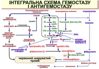 тромбін
ІНТЕГРАЛЬНА СХЕМА ГЕМОСТАЗУ
І АНТИГЕМОСТАЗУ
фібриноліз
активи-
рованный
протеин С
TFPI
антитромбін III
+гепарін
плазмін
плазміноген
тромбін (IIa)
протромбін (II)
червоний шаруватий
тромб
фібриноген (I) монофібрин
полімерфібрин
пошкодження тканини
Пошкодження ендотелія
колаген
спазм
тромбін
адгезія
тромбоцитів
агрегація
реакція
вивільненн
я тромбо-
цитів
В`язкий
метаморфоз
стимуляція
АД
Ф
коагулянти
тромбоцитів
Тканевий фактор (III)
Va
VIIa
V
VII
XIII
Ca2+
Ca2+
Ca2+
інгібірування
тромбіна запалення
фібрин-пептиди
ХII ХIIа
ХIа
ХI
IХ IХа
VIII VIIIа
Х Ха
тромбін
протробіназа
XIIIа
тромбін
 