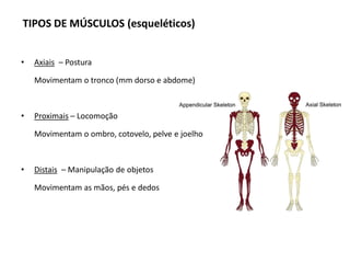 • Axiais – Postura
Movimentam o tronco (mm dorso e abdome)
• Proximais – Locomoção
Movimentam o ombro, cotovelo, pelve e joelho
• Distais – Manipulação de objetos
Movimentam as mãos, pés e dedos
TIPOS DE MÚSCULOS (esqueléticos)
 