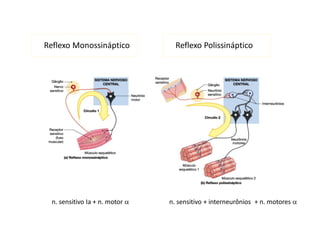 Reflexo Monossináptico Reflexo Polissináptico
n. sensitivo Ia + n. motor  n. sensitivo + interneurônios + n. motores 
 