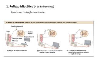 1. Reflexo Miotático (= de Estiramento)
Resulta em contração do músculo
 
