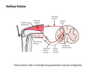 Reflexo Patelar
Interneurônio inibe a contração do grupamento muscular antagonista
 