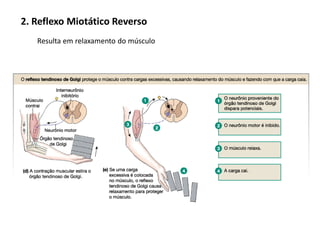 2. Reflexo Miotático Reverso
Resulta em relaxamento do músculo
 