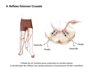 4. Reflexo Extensor Cruzado
A flexão de um membro causa a extensão no membro oposto.
A coordenação dos reflexos com ajustes posturais é essencial para manter o equilíbrio.
Extensão
FlexãoExtensão
Flexão
 