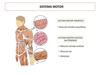 • Músculo estriado esquelético
• Músculo estriado cardíaco
• Músculo liso
SISTEMA MOTOR SOMÁTICO
SISTEMA MOTOR VISCERAL
(AUTÔNOMO)
• Glândulas
SISTEMA MOTOR
 