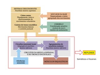 REFLEXOS
Somáticos e Viscerais
 