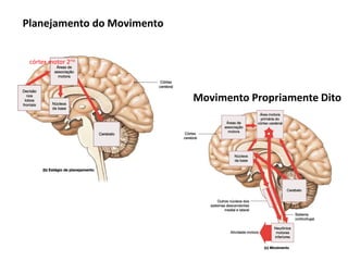 Planejamento do Movimento
córtex motor 2rio
Movimento Propriamente Dito
 