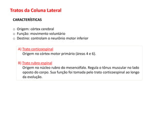 Tratos da Coluna Lateral
CARACTERÍSTICAS
o Origem: córtex cerebral
o Função: movimento voluntário
o Destino: controlam o neurônio motor inferior
A) Trato corticoespinal
Origem no córtex motor primário (áreas 4 e 6).
B) Trato rubro-espinal
Origem no núcleo rubro do mesencéfalo. Regula o tônus muscular no lado
oposto do corpo. Sua função foi tomada pelo trato corticoespinal ao longo
da evolução.
 