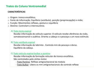 Tratos da Coluna Ventromedial
CARACTERÍSTICAS
o Origem: tronco encefálico;
o Fonte de Informação: Equilíbrio (vestíbulo), posição (propriocepção) e visão;
o Função: Movimentos reflexos, postura e equilíbrio
o Destino: Controlam o interneurônio.
A) Trato tecto-espinal
Recebe informação do colículo superior. O colículo recebe aferências da visão,
somatossensorial e auditiva. Orienta a cabeça e o pescoço a um novo estímulo.
B) Trato vestíbulo-espinal
Recebe informação do labirinto . Controla mm do pescoço e dorso.
Equilíbrio da cabeça.
C) Trato retículo-espinal-bulbar e pontino
Recebe informação da formação reticular do tronco encefálico.
São controlados pelo córtex motor.
- Trato Pontino- Reflexo antigravitacional da medula
- Trato Bulbar- Libera os mm antigravitacionais do controle reflexo
 