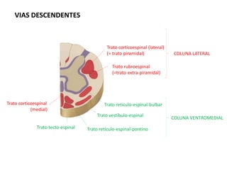 VIAS DESCENDENTES
Trato corticoespinal (lateral)
(= trato piramidal)
Trato rubroespinal
(=trato extra-piramidal)
Trato tecto-espinal
Trato vestíbulo-espinal
Trato retículo-espinal-bulbar
Trato retículo-espinal-pontino
COLUNA LATERAL
COLUNA VENTROMEDIAL
Trato corticoespinal
(medial)
 