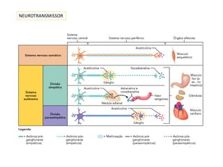 NEUROTRANSMISSOR
 