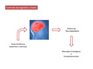 Controle da Ingestão e Gasto
Sinais Periféricos
(externos e internos)
Síntese de
Neuropeptídeos
Alterações Fisiológicas
e
Comportamentais
 