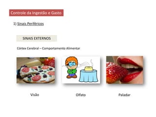 Controle da Ingestão e Gasto
SINAIS EXTERNOS
1) Sinais Periféricos
Córtex Cerebral – Comportamento Alimentar
Visão Olfato Paladar
 