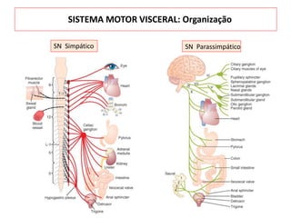 SN Simpático SN Parassimpático
SISTEMA MOTOR VISCERAL: Organização
 