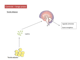 Controle – longo prazo
Tecido Adiposo
Ingestão alimentar
Gasto energético
Leptina
Tecido adiposo
 