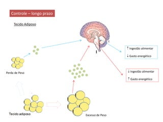 Controle – longo prazo
Tecido Adiposo
 Ingestão alimentar
 Gasto energético
 Ingestão alimentar
 Gasto energético
Excesso de Peso
Perda de Peso
 