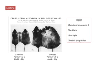 10 meses
Normal = 29 g
ob/ob = 90 g
3 semanas
Normal = 12 g
Ob/Ob = 16 g
Leptina
ob/ob
Mutação cromossomo 6
Obesidade
Hiperfagia
Diabetes progressivo
 