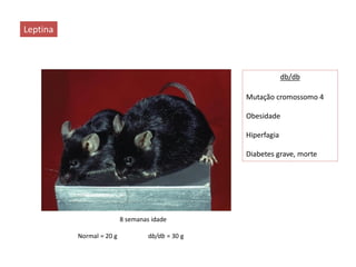Leptina
db/db
Mutação cromossomo 4
Obesidade
Hiperfagia
Diabetes grave, morte
8 semanas idade
Normal = 20 g db/db = 30 g
 