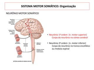 • Neurônio 1ª ordem (n. motor superior)
Corpo do neurônio no córtex cerebral
• Neurônio 2ª ordem (n. motor inferior)
Corpo do neurônio no tronco encefálico
ou medula espinal
NEURÔNIO MOTOR SOMÁTICO
SISTEMA MOTOR SOMÁTICO: Organização
 