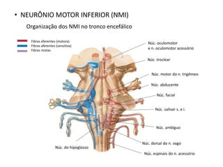• NEURÔNIO MOTOR INFERIOR (NMI)
Organização dos NMI no tronco encefálico
Fibras eferentes (motora)
Fibras aferentes (sensitiva)
Fibras mistas
Núc. motor do n. trigêmeo
Núc. abducente
Núc. facial
Núc. salivar s. e i.
Núc. ambíguo
Núc. oculomotor
e n. oculomotor acessório
Núc. troclear
Núc. do hipoglosso
Núc. dorsal do n. vago
Núc. espinais do n. acessório
 