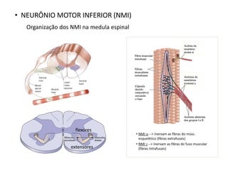 flexores
extensores
• NEURÔNIO MOTOR INFERIOR (NMI)
Organização dos NMI na medula espinal
• NMI  --> Inervam as fibras do músc.
esquelético (fibras extrafusais)
• NMI  --> Inervam as fibras do fuso muscular
(fibras intrafusais)
 