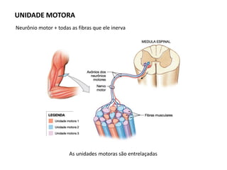 As unidades motoras são entrelaçadas
Neurônio motor + todas as fibras que ele inerva
UNIDADE MOTORA
 