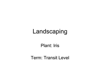 Landscaping Plant: Iris Term: Transit Level 