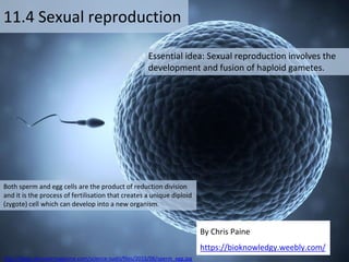 Essential idea: Sexual reproduction involves the
development and fusion of haploid gametes.
11.4 Sexual reproduction
By Chris Paine
https://bioknowledgy.weebly.com/
Both sperm and egg cells are the product of reduction division
and it is the process of fertilisation that creates a unique diploid
(zygote) cell which can develop into a new organism.
http://blogs.discovermagazine.com/science-sushi/files/2015/06/sperm_egg.jpg
 