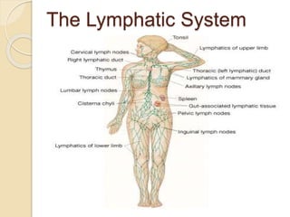 11. LYMPHATIC SYSTEM.pptx