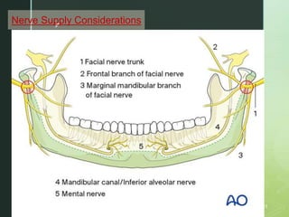 z
Nerves
21
Nerve Supply Considerations
 