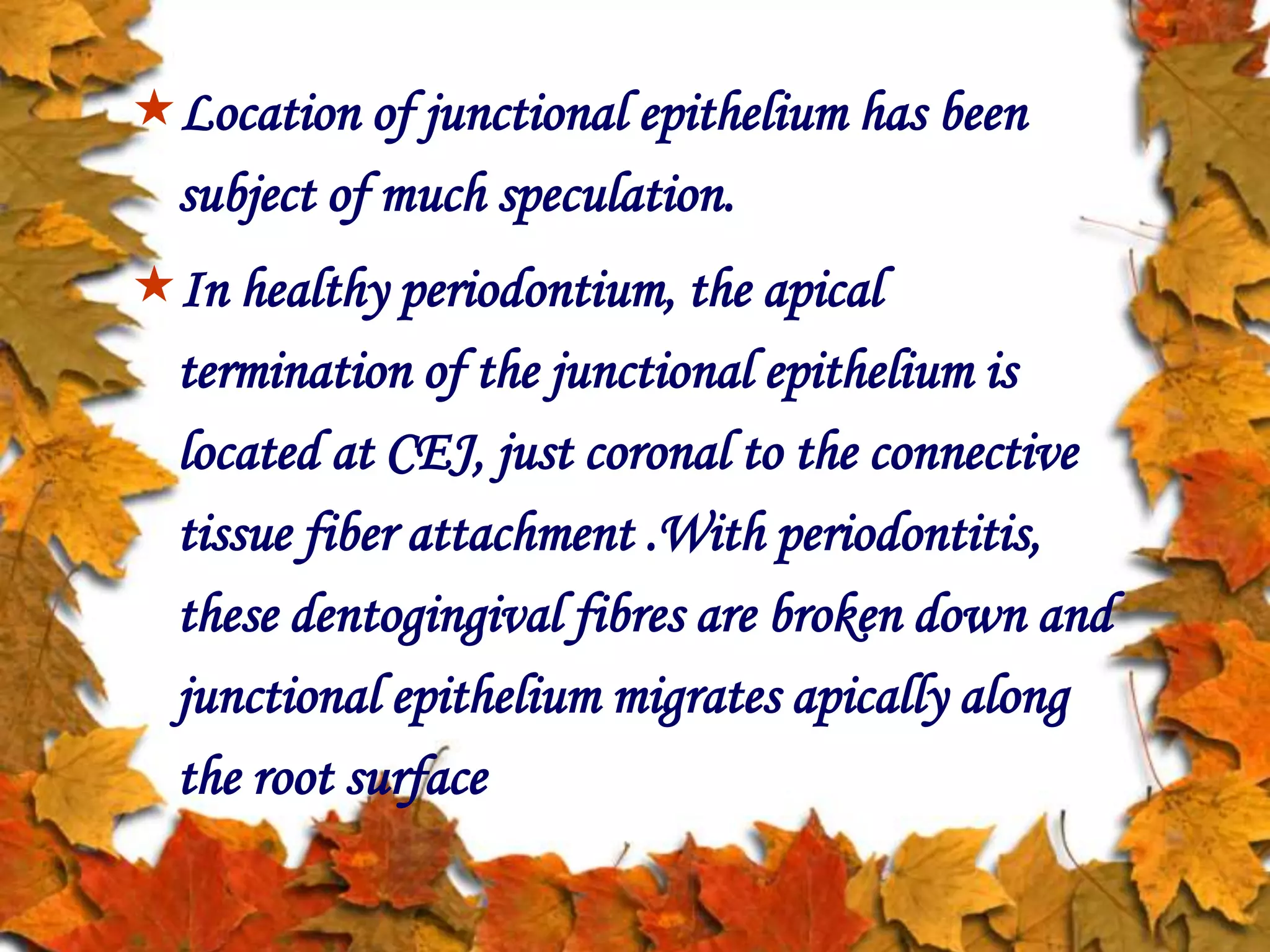 Location of junctional epithelium has been
subject of much speculation.
In healthy periodontium, the apical
termination of the junctional epithelium is
located at CEJ, just coronal to the connective
tissue fiber attachment .With periodontitis,
these dentogingival fibres are broken down and
junctional epithelium migrates apically along
the root surface
 