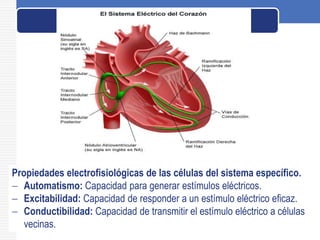 Propiedades electrofisiológicas de las células del sistema específico.
 Automatismo: Capacidad para generar estímulos eléctricos.
 Excitabilidad: Capacidad de responder a un estímulo eléctrico eficaz.
 Conductibilidad: Capacidad de transmitir el estímulo eléctrico a células
vecinas.
 