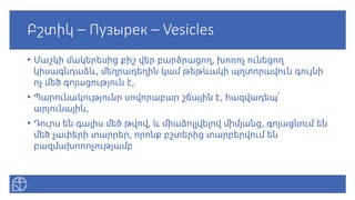 Բշտիկ – Пузырек – Vesicles
• Մաշկի մակերեսից քիշ վեր բարձրացող, խոռոչ ունեցող
կիսագնդաձև, մեղրադեղին կամ թեթևակի պղտորավուն գույնի
ոչ մեծ գոյացություն է,
• Պարունակությունր սովորաբար շճային է, հազվադեպ՝
արյունային,
• Դուրս են գալիս մեծ թվով, և միաձոլլվելով միմյանց, գոյացնում են
մեծ չափերի տարրեր, որոնք բշտերից տարբերվում են
բազմախոռոչությամբ
 