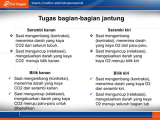 Tugas bagian-bagian jantung
Serambi kanan
 Saat mengembang (kontraksi),
menerima darah yang kaya
CO2 dari seluruh tubuh.
 Saat menguncup (relaksasi),
mengeluarkan darah yang kaya
CO2 menuju bilik kanan.
Serambi kiri
 Saat mengembang
(kontraksi), menerima darah
yang kaya O2 dari paru-paru.
 Saat menguncup (relaksasi),
mengeluarkan darah yang
kaya O2 menuju bilik kiri
Bilik kanan
 Saat mengembang (kontraksi),
menerima darah yang kaya
CO2 dari serambi kanan.
 Saat menguncup (relaksasi),
mengeluarkan darah yang kaya
CO2 menuju paru-paru untuk
dibersihkan
Bilik kiri
 Saat mengembang (kontraksi),
menerima darah yang kaya O2
dari serambi kiri.
 Saat menguncup (relaksasi),
mengeluarkan darah yang kaya
O2 menuju seluruh bagian tub
 